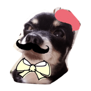 Chihuahua's Rui kitten diary 2