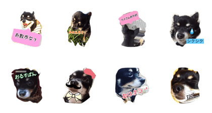 Chihuahua's Rui kitten diary 2