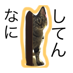 OSAKA love cats