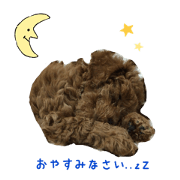 toy poodle Kiki 1