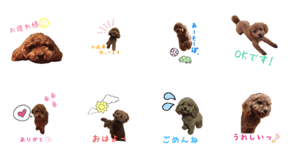 toy poodle Kiki 1