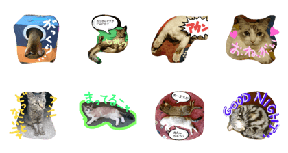 Spicy cats