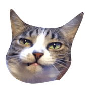 Mysterious love cat Fu