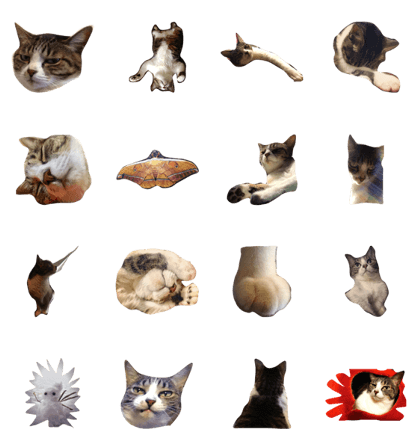 Mysterious love cat Fu