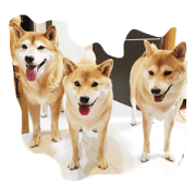 3 shibainu's family