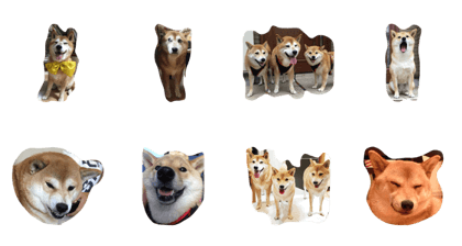3 shibainu's family