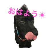 chocolatLEONSherry