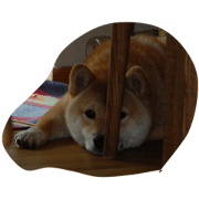 The dog is not motivated