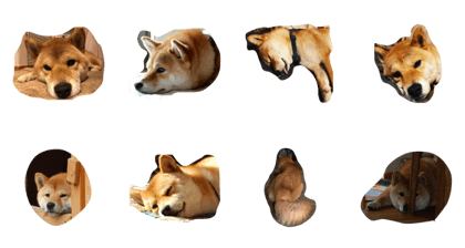 The dog is not motivated