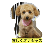 kotetsumaluuuuu