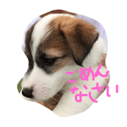 Jack Russell TABASA