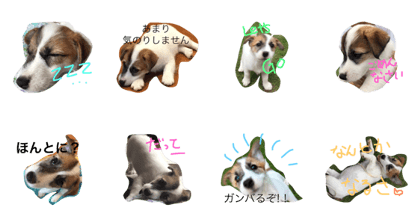 Jack Russell TABASA
