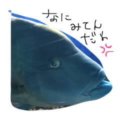 fishlanguage  ww