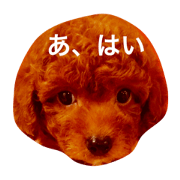 dwarf toy poo choco