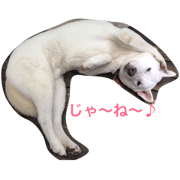 lovely adoupted dogs and cats