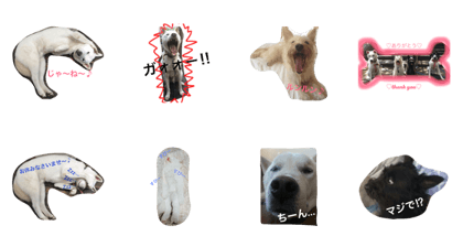 lovely adoupted dogs and cats