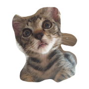 nekogohan