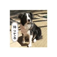Border!collie!