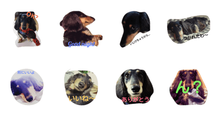 looovely dog