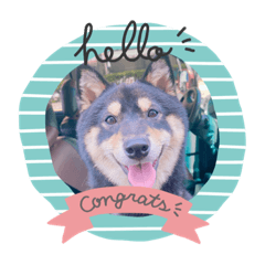 柴犬meatball 的日常