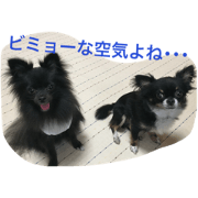 happy dogs maca