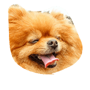 pomeranian gokou