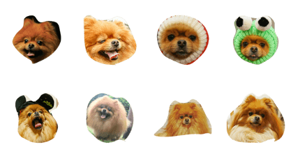 pomeranian gokou
