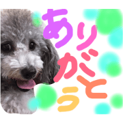 pakumocococo1