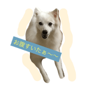 dog's feeling : Japanese spits