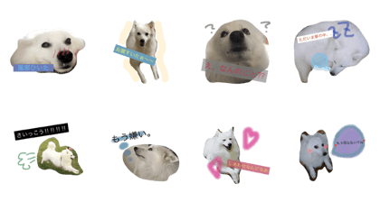 dog's feeling : Japanese spits