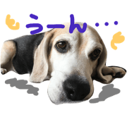 Beagle-Poohta