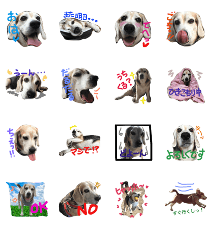 Beagle-Poohta