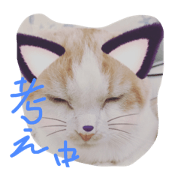 neko no mame