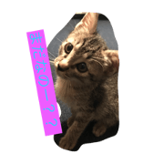 Yuzu Cat Part.1 Letters