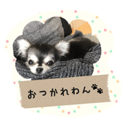 One day of Chihuahua Koma-kun