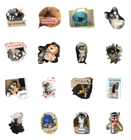 One day of Chihuahua Koma-kun