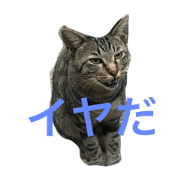 Nyaaaa