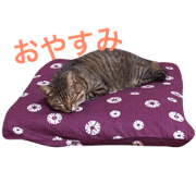 TORAya