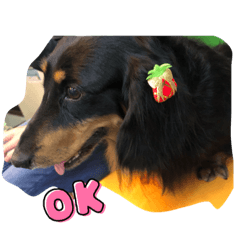 長毛臘長（肥肥）