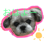 Mixed dog's name is MONCHI