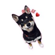 ShiBaINu HiNaKo