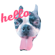 Stamp of the dog which may be a little