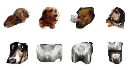 Recently our house Dachs