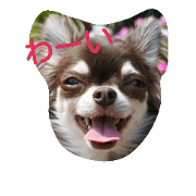 Jonny of Chihuahua