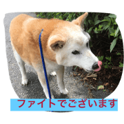 shiba love song