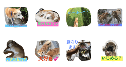 shiba love song