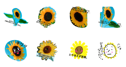 sun flower...