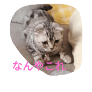 chibow