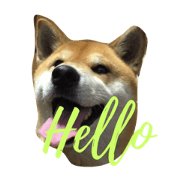japanesedogshiba2