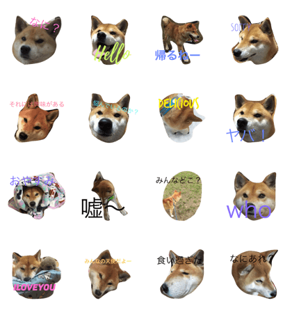 japanesedogshiba2